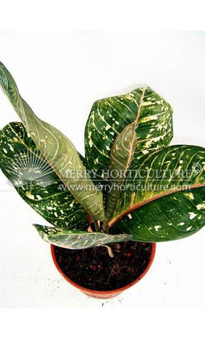 Aglaonema donna carmen 3